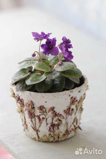 Фиалка Виолетка