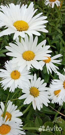 Нивяник (ромашка садовая)