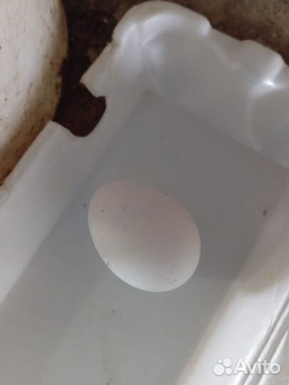 Мини курочки