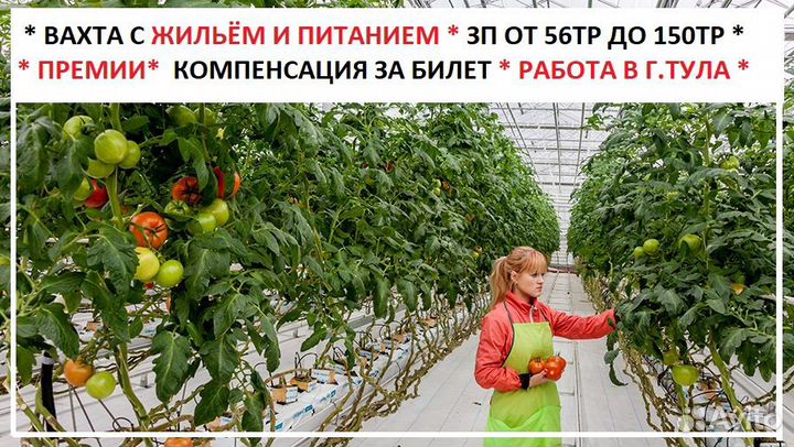 Вахта Помощник по хозяйству в Туле (сбор Помидор)