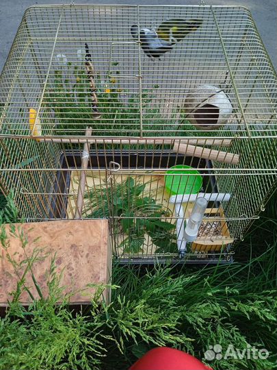 Попугай неразлучники с клеткой