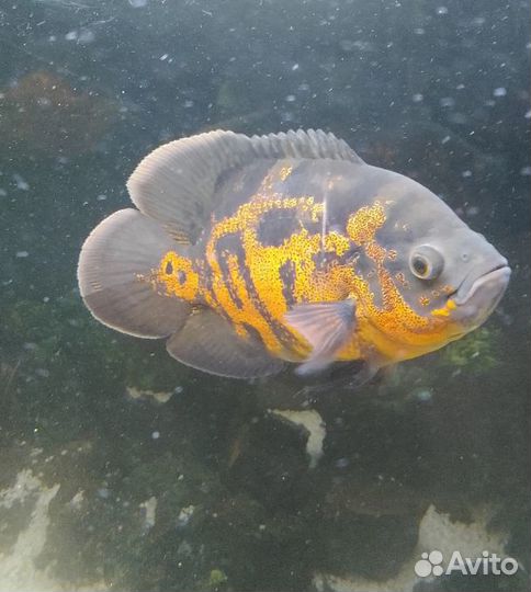 Астронотусы