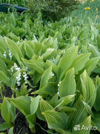 Ландыши рассада