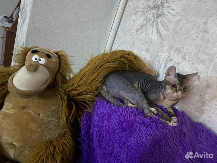 Донской сфинкс