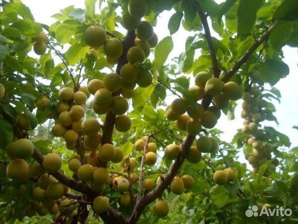 Слива желтая