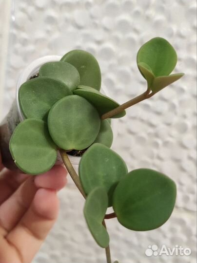 Пеперомии 1 часть