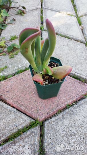 Каланхоэ oricula