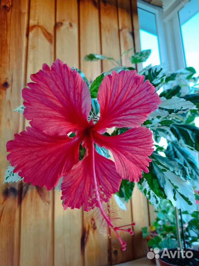 Продается гибискус пестролистный