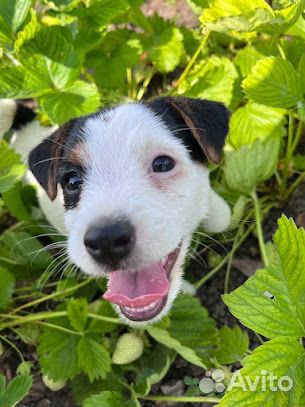 Щенки джек рассел терьер