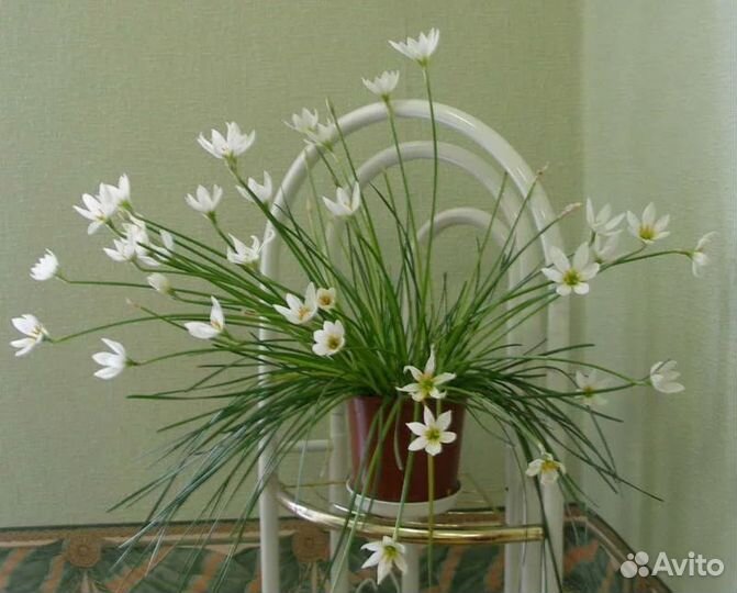 Луковицы птицемлечника