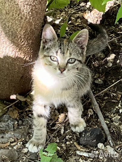 Котёнок на улице