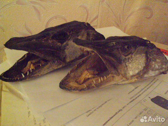 Голова щуки