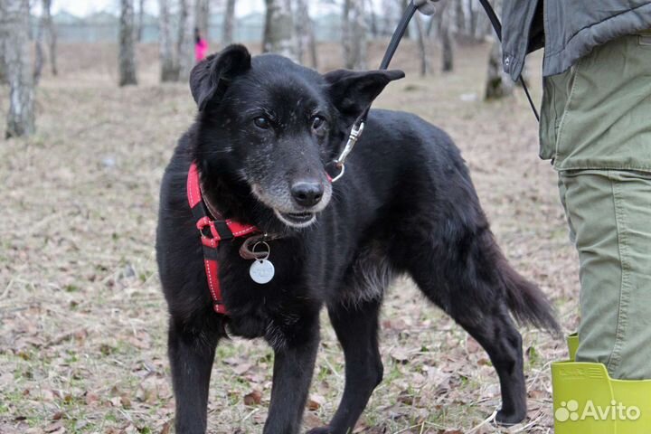 Помогите обрести старичку дом