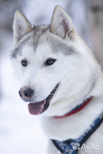 Автобусный Хаски-тур из Н.Новгорода