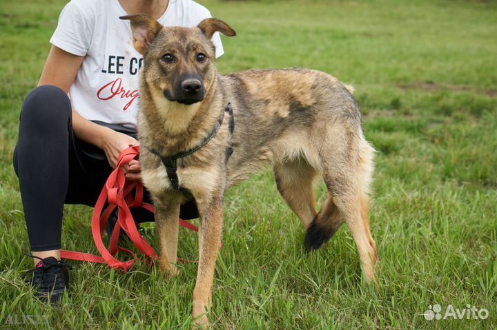 Собаки бесплатно. Лили