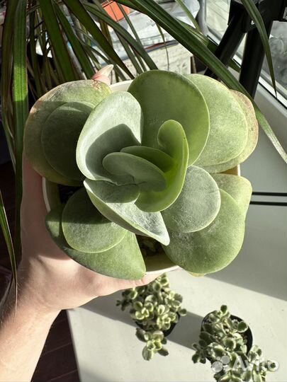 Суккуленты