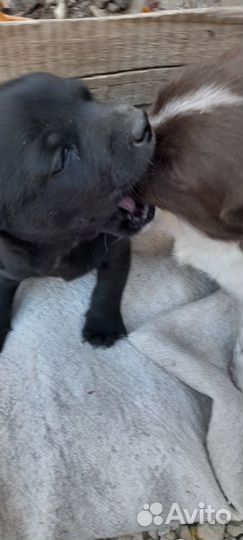 Два щенка мальчики в добрые руки