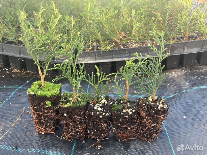 Туя смарагд