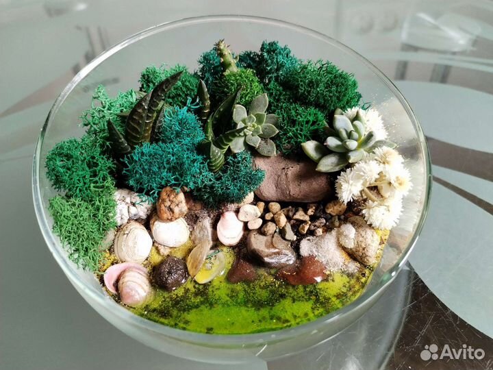 Суккуленты - Флорариум - мох Ягель