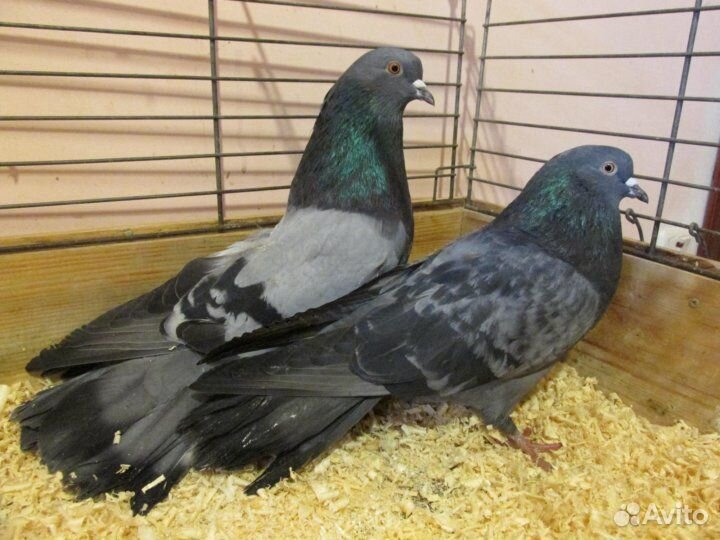 Голуби Николаевские