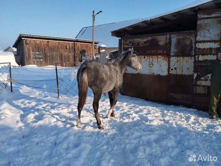 Лошади