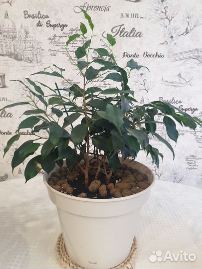 Фикус бенджамина