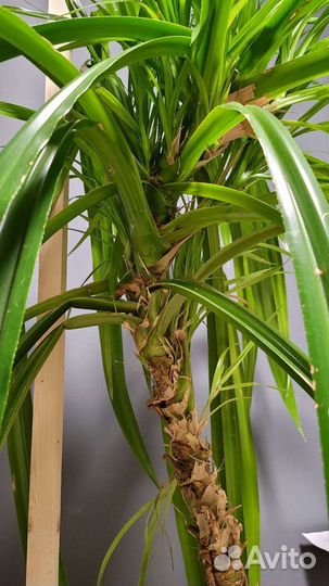 Пальма панданус в горшке