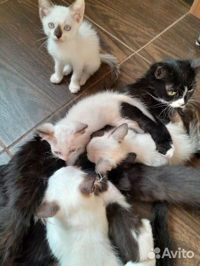Котята в добрые руки