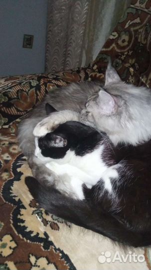 Подарим кошек сибирских и шотландцев