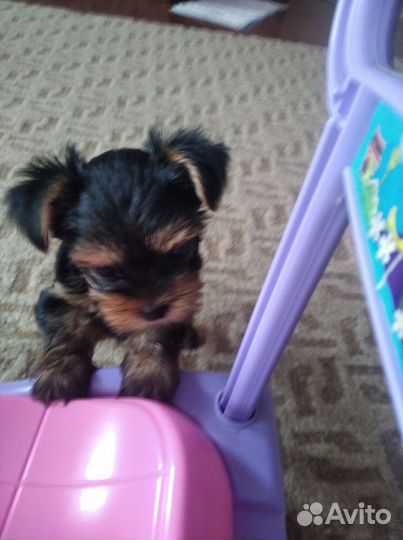 Йоркширский терьер щенки