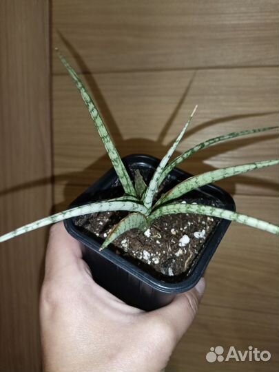 Сансевиерия