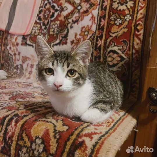 Котенок мальчик