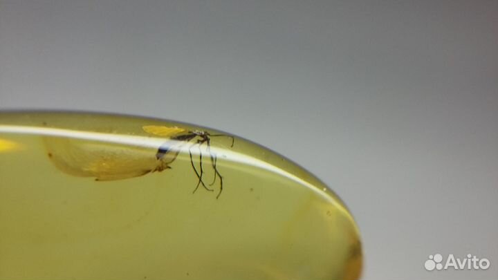 Натуральный янтарь с инклюзами паук,комары,мошки