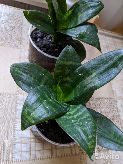 Сансевиерия