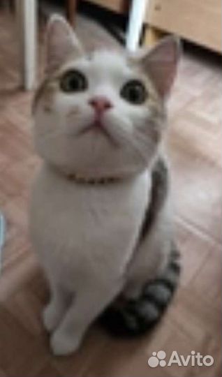 Котик в дор