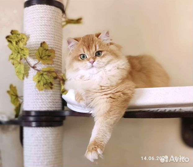 Золотая шиншила кошка