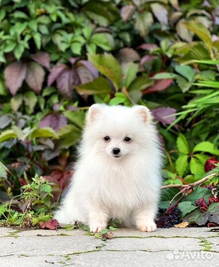 Мини мальчик 7 мес