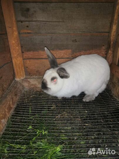 Продам кроликов