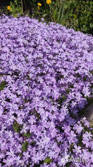 Флокс шиловидный