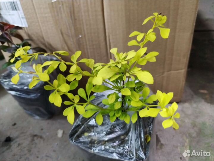 Барбарис тунберга