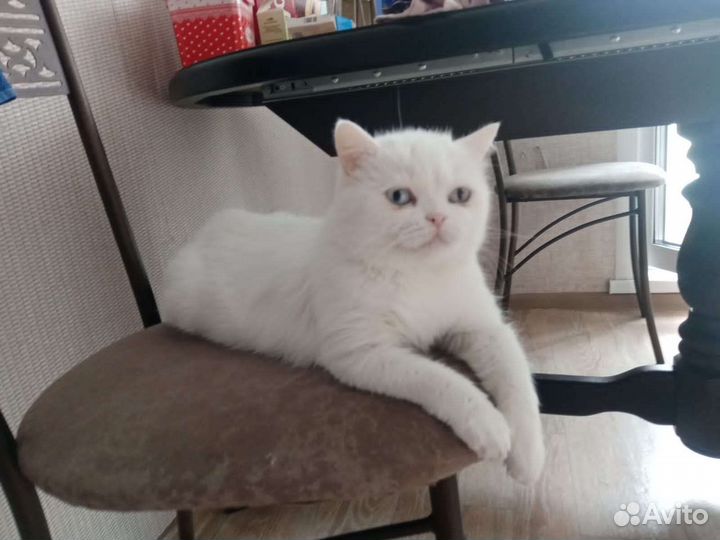 Кошки бесплатно
