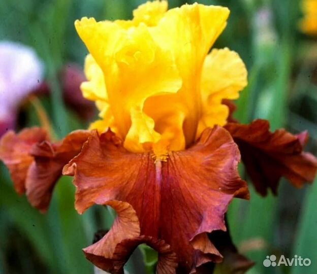 Ирисы бородатые сортовые