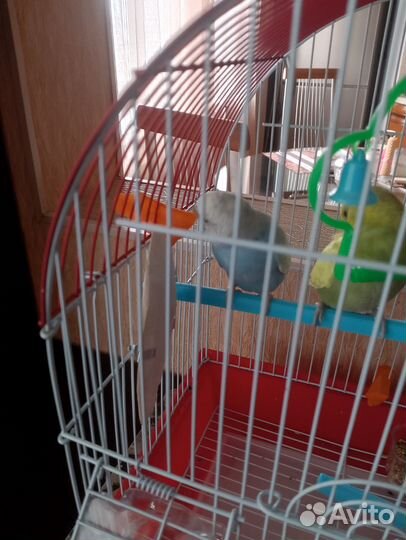 Волнистые попугайчики