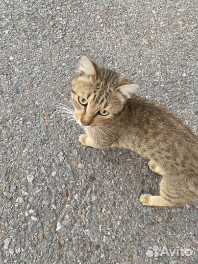 Кошка в дар бесплатно