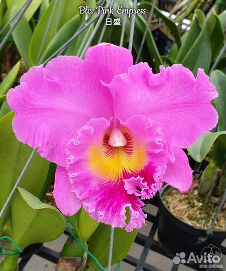 Blc.Pink Empress
