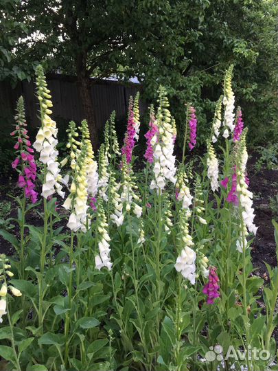 Наперстянка рассада