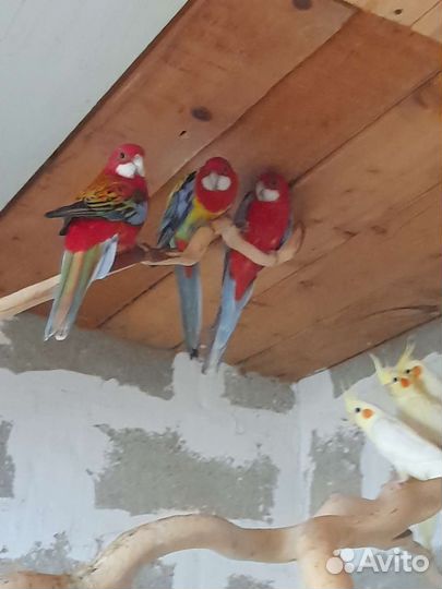 Попугаи для разведения