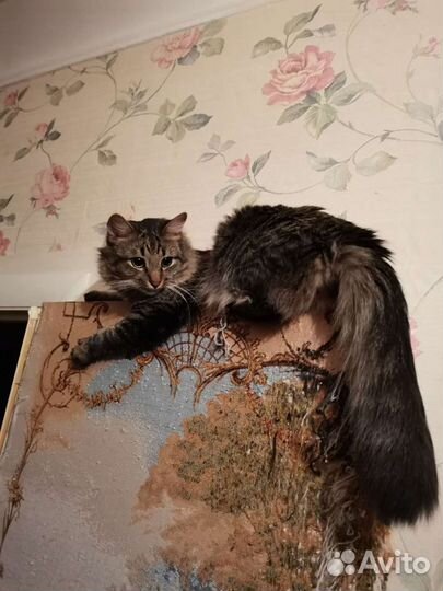 Норвежский кот вязка