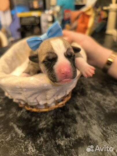 Щенки в добрые руки бесплатно