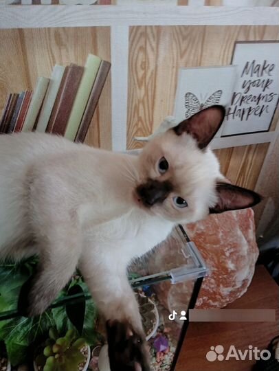 Вязка, Тайский кот